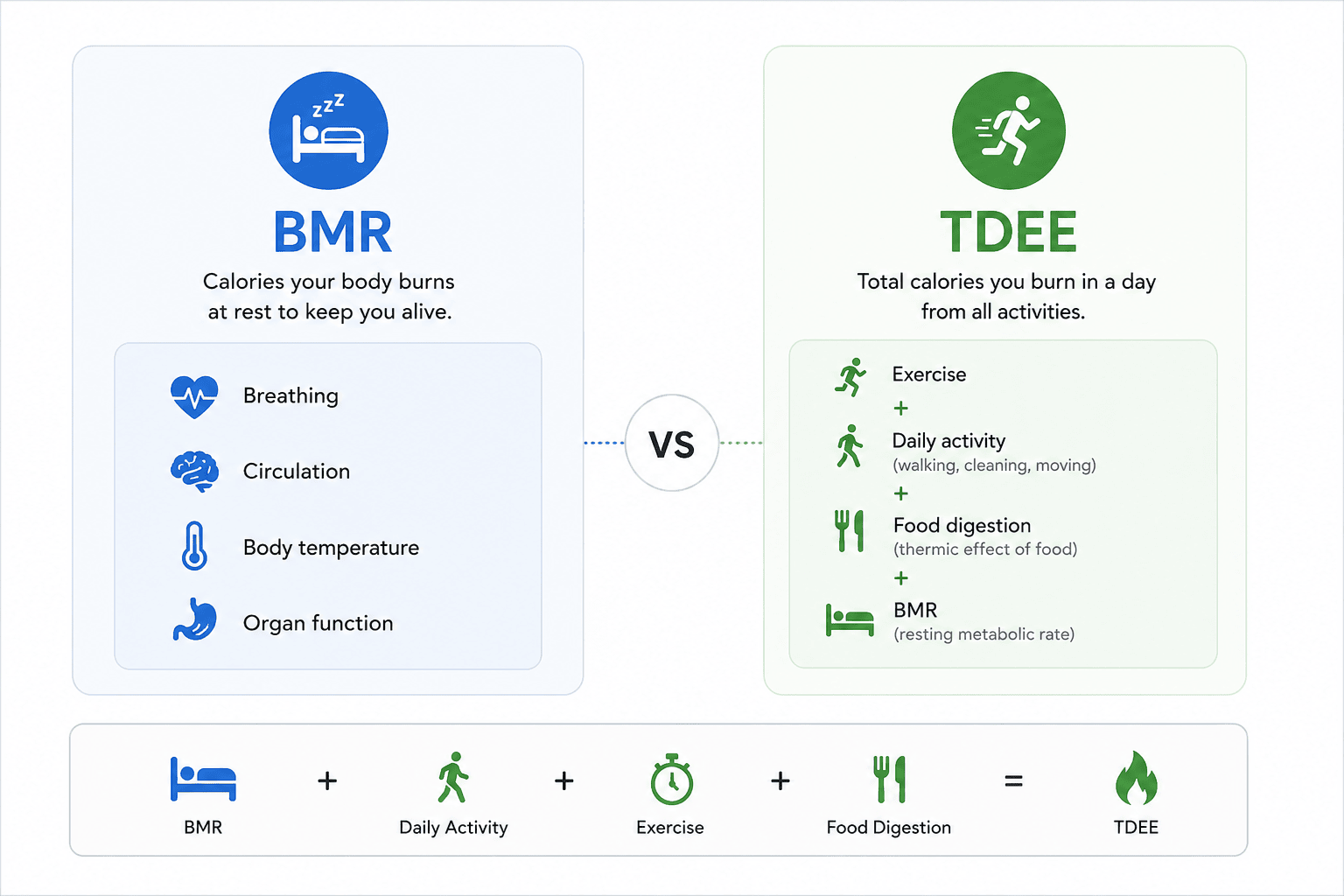 BMR vs TDEE visual explanation
