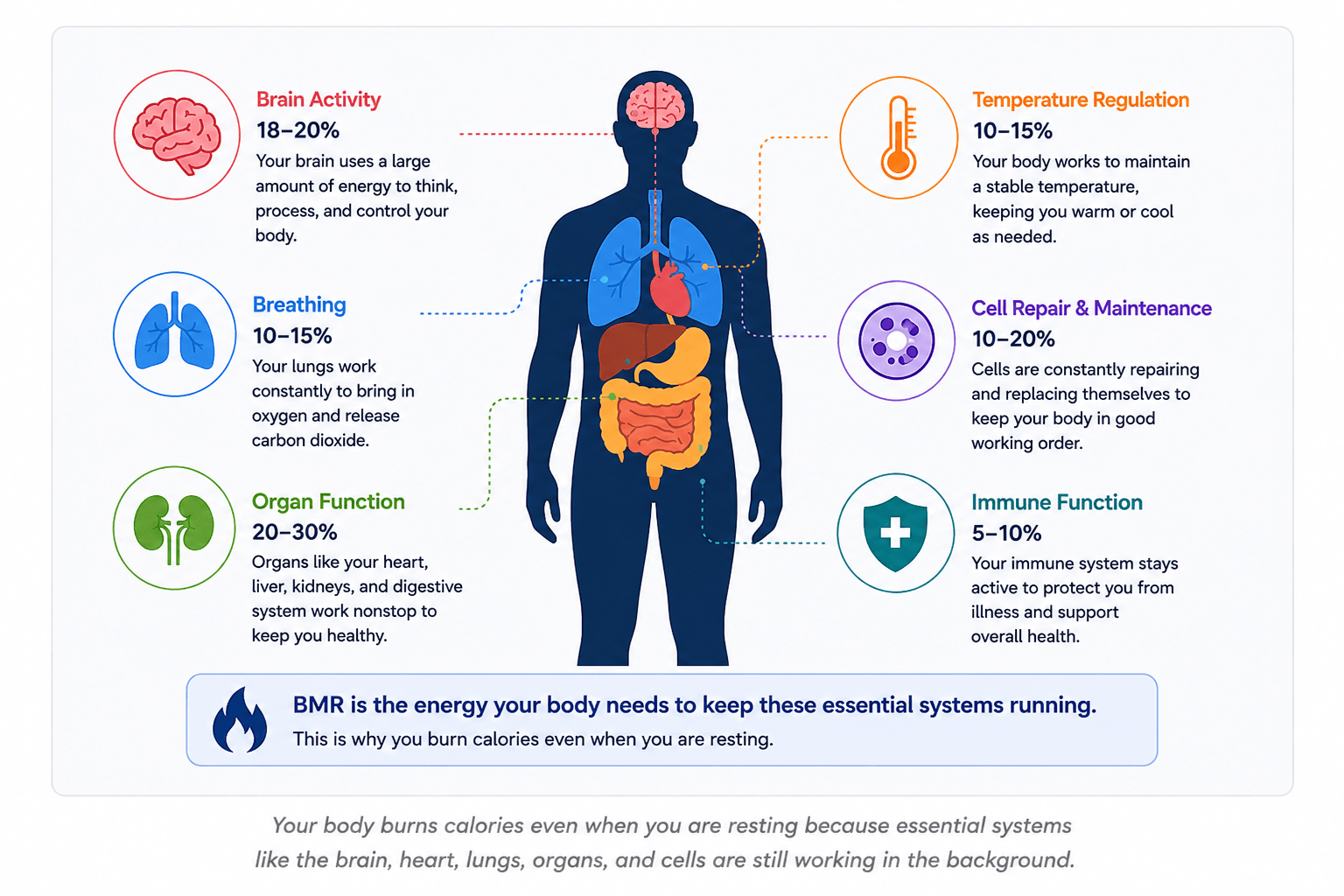 Diagram showing how the body burns calories at rest through brain activity, breathing, organ function, temperature regulation, cell repair, and immune support