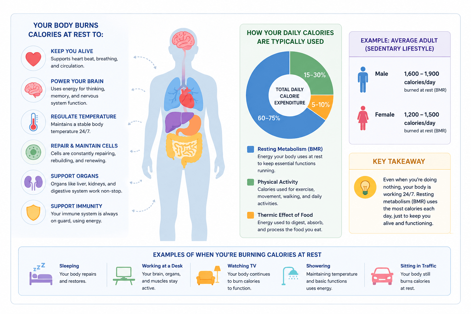 Diagram showing how the body burns calories at rest through breathing, brain activity, organ function, temperature regulation, cell repair, and immune support