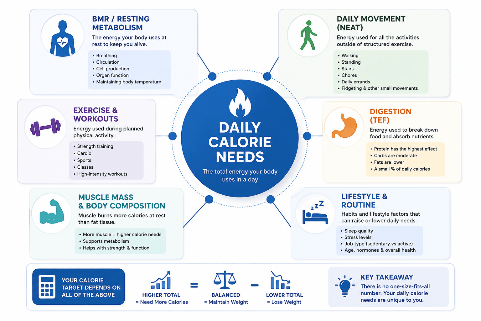 Diagram showing how daily calorie needs are affected by resting metabolism, daily movement, exercise, digestion, muscle mass, and lifestyle habits
